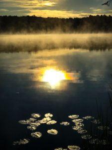 Lily pads on water