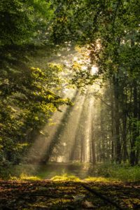 Sunlight through trees